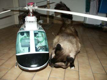 jet ranger avec chat
